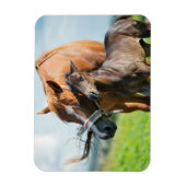 Kutest Baby Animals | Zwarte foal met mam Magneet (Verticaal)