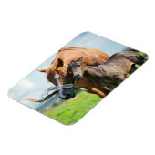 Kutest Baby Animals | Zwarte foal met mam Magneet (Linkerzijde)