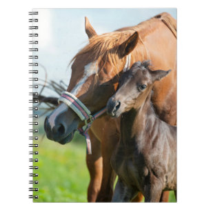 Kutest Baby Animals Zwarte foal met mam Notitieboek