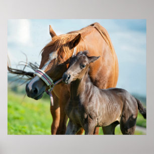 Kutest Baby Animals   Zwarte foal met mam Poster