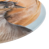 Kutest Baby Animals | Zwarte foal met mam Snijplank (Hoek)