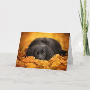 Kutest Baby Animals   Zwarte Spaanse puppy Kaart