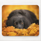 Kutest Baby Animals | Zwarte Spaanse puppy Muismat (Voorkant)