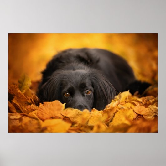 Kutest Baby Animals | Zwarte Spaanse puppy Poster (Voorkant)