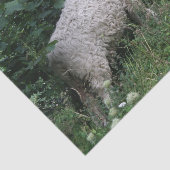 Kutschaafsel met een deklaag tissuepapier (Detail)