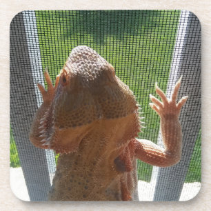 Kutste, gebogen drakenfoto Afdrukken Bier Onderzetter