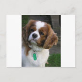 Kutste hond in de wereld briefkaart (Voorkant)