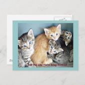 Kutten Briefkaart (Voorkant / Achterkant)