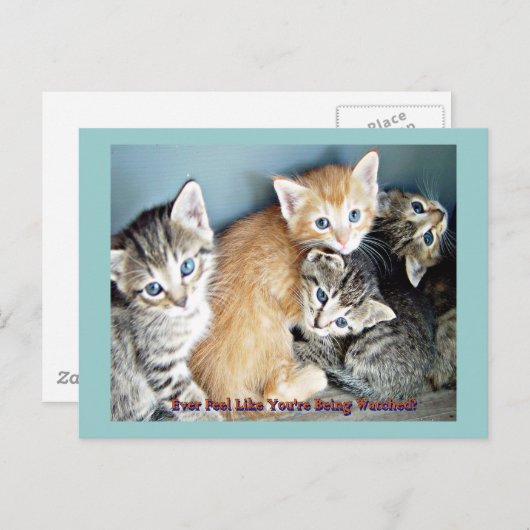 Kutten Briefkaart (Voorkant / Achterkant)