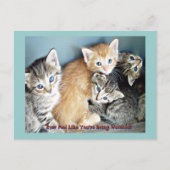 Kutten Briefkaart (Voorkant)