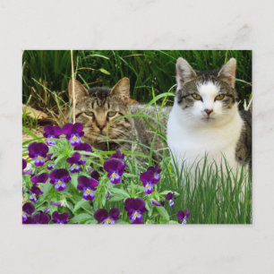 Kutten in de bloementeelt briefkaart