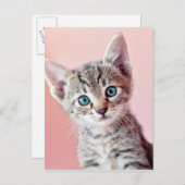 Kutten met blauwe ogen. briefkaart (Voorkant / Achterkant)