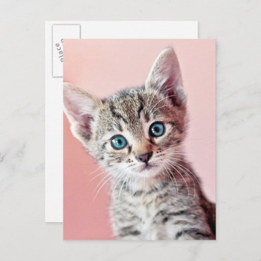 Kutten met blauwe ogen. briefkaart (Voorkant / Achterkant)