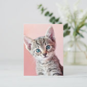 Kutten met blauwe ogen. briefkaart (Staand voorkant)