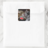 Kutten Vierkante Sticker (Tas)