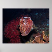 Kutvis in de Gilis Poster (Voorkant)