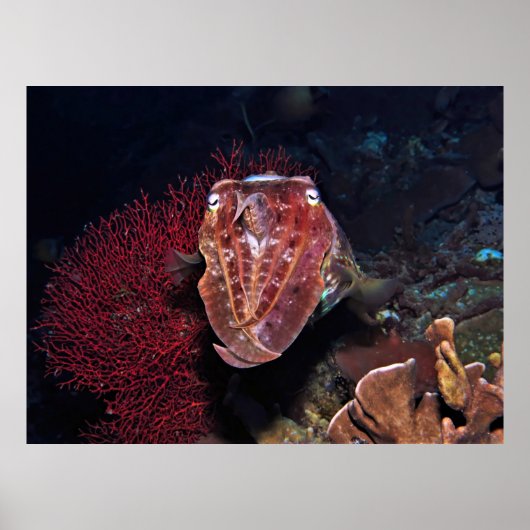 Kutvis in de Gilis Poster (Voorkant)