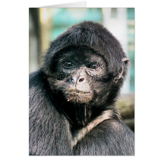 KUUTE ZWARTE SPIDER MONKEYCard (Voorkant)