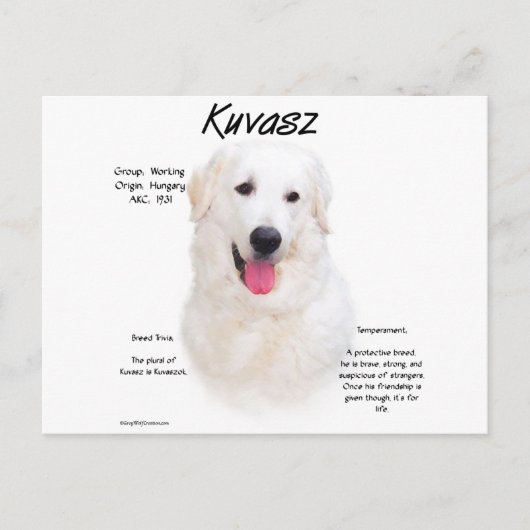 Kuvasz Geschiedenis Ontwerp Briefkaart (Voorkant)