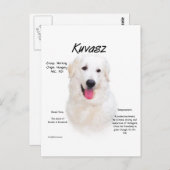Kuvasz Geschiedenis Ontwerp Briefkaart (Voorkant / Achterkant)