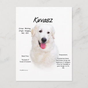 Kuvasz Geschiedenis Ontwerp Briefkaart