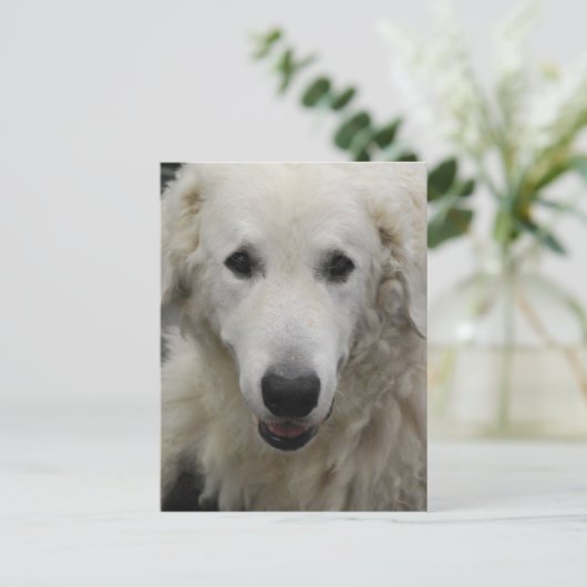 Kuvasz Hondenras Briefkaart (Staand voorkant)
