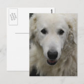 Kuvasz Hondenras Briefkaart (Voorkant / Achterkant)