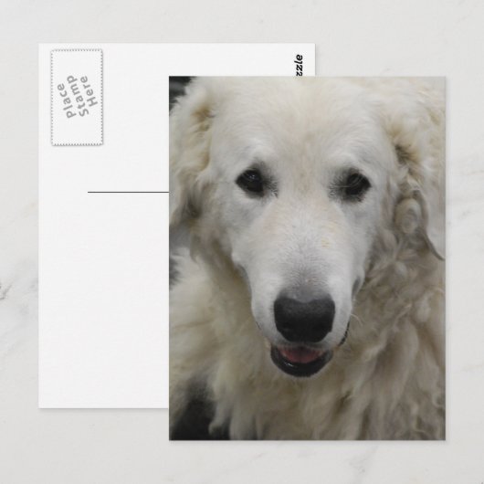 Kuvasz Hondenras Briefkaart (Voorkant / Achterkant)