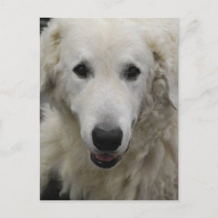 Kuvasz Hondenras Briefkaart