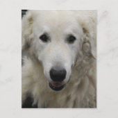 Kuvasz Hondenras Briefkaart (Voorkant)