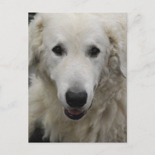 Kuvasz Hondenras Briefkaart (Voorkant)