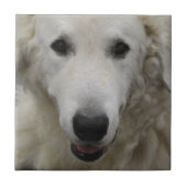 Kuvasz Hondenras Tile Tegeltje (Voorkant)