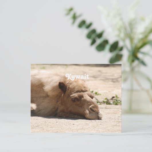 Kuwait Camel Briefkaart (Staand voorkant)