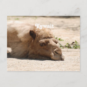Kuwait Camel Briefkaart