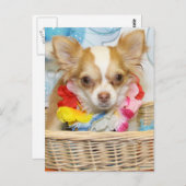 Kwaad - Long Hair Chihuahua -5 Briefkaart (Voorkant / Achterkant)