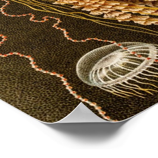  kwal Antiek Jelly Fish Sjabloon Poster (Hoek)