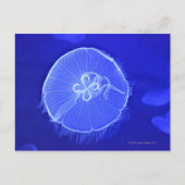 kwal briefkaart (Voorkant)