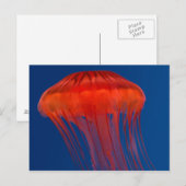 kwal briefkaart (Voorkant / Achterkant)