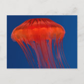 kwal briefkaart (Voorkant)