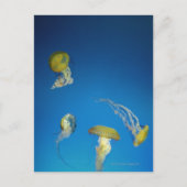 kwal briefkaart (Voorkant)