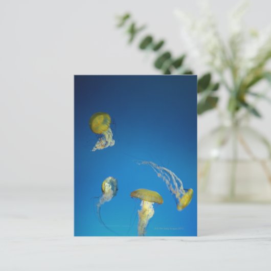 kwal briefkaart (Staand voorkant)