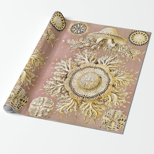 Kwal, Discomedusae door Ernst Haeckel Cadeaupapier (Uitgerold)