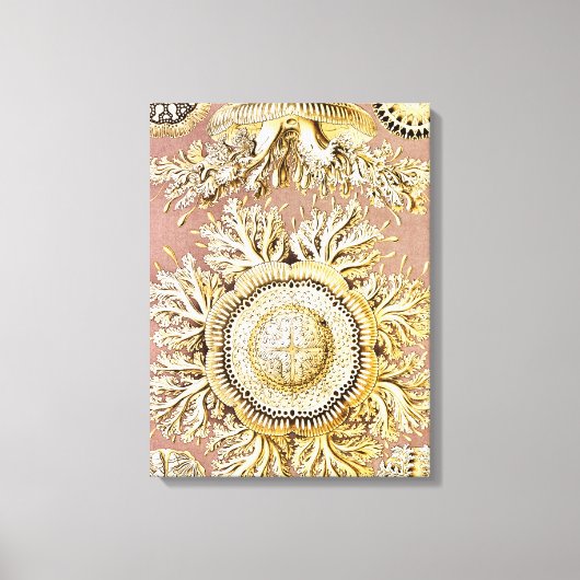 Kwal, Discomedusae door Ernst Haeckel Canvas Afdruk (Voorkant)