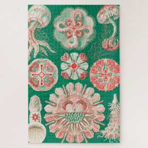 Kwal, Discomedusae door Ernst Haeckel Legpuzzel