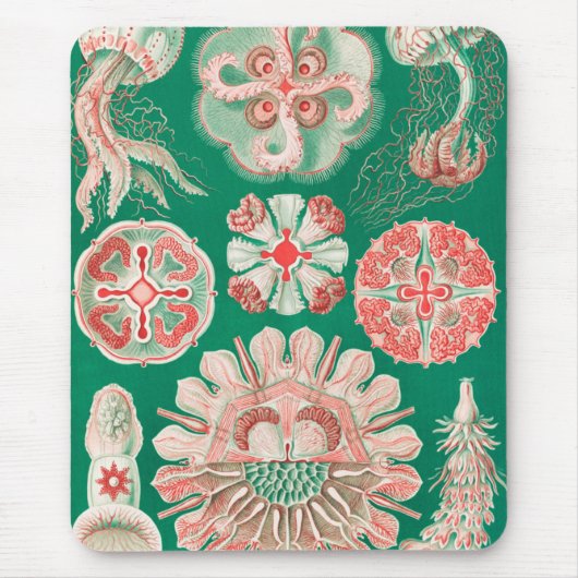 Kwal, Discomedusae door Ernst Haeckel Muismat (Voorkant)