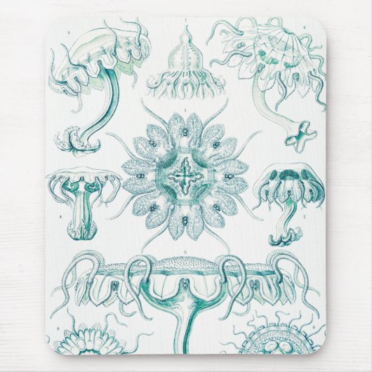 Kwal, Discomedusae door Ernst Haeckel Muismat (Voorkant)