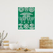 Kwal, Discomedusae door Ernst Haeckel Poster (Keuken)