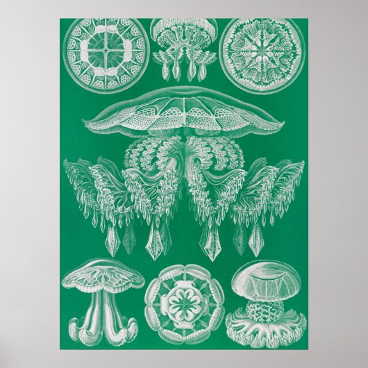 Kwal, Discomedusae door Ernst Haeckel Poster (Voorkant)