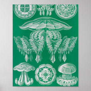 Kwal, Discomedusae door Ernst Haeckel Poster