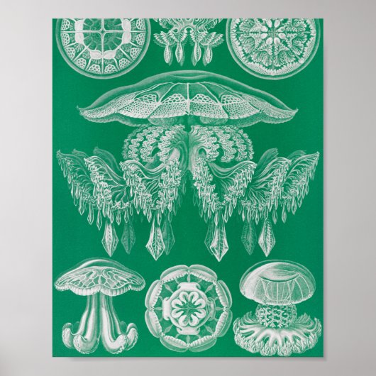 Kwal, Discomedusae door Ernst Haeckel Poster (Voorkant)